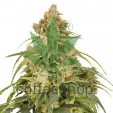 Auto CBD-Victory feminised